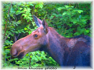 bluemoose.jpg